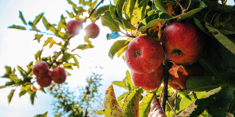 10 Amazing Benefits of Apples: Taking Care Of Your Diet